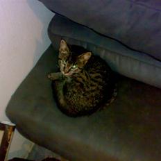 Huskat Lille Musse (: