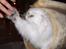 Perser Gizmo - haps