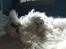 Perser Gizmo
