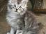 Maine Coon Cosmo - Se Miig =)