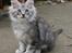 Maine Coon Cosmo - Uhh! er det farligt ??? Ô