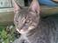 Huskat Micky - Mor´s misser <3 Miiijn Miqqer