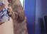 Maine Coon Cosmo