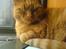 Huskat Garfield Hertz