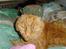 Huskat Garfield Hertz