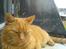 Huskat Garfield Hertz