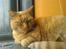 Huskat Garfield Hertz