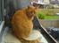 Huskat Garfield Hertz