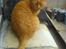 Huskat Garfield Hertz