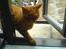 Huskat Garfield Hertz