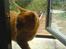 Huskat Garfield Hertz