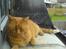 Huskat Garfield Hertz