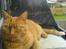 Huskat Garfield Hertz