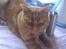 Huskat Garfield Hertz