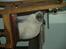 British Shorthair Fanny 
