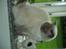 British Shorthair Fanny 