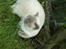 British Shorthair Fanny 
