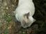 British Shorthair Fanny 