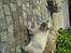 British Shorthair Fanny 