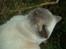 British Shorthair Fanny 