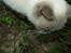 British Shorthair Fanny 