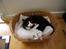 Blanding af racer Ragdoll Samson - Se hvor vi hygger...