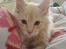 Maine Coon Vinterbo´s Alfred.