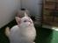 Blanding af racer Ragdoll Samson