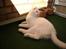 Blanding af racer Ragdoll Samson