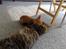 Blanding af racer Napolion - De sover begge to