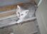 Perser Luna (¤ R.I.P ¤)