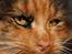Blanding af racer Pjuske - #NYT#