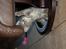 Huskat Aske