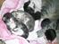 Norsk Skovkat Tantus Merci . R.I.P den 10-4-2013 - Merci med Miss Tinker Belle og Mr topper , Miss Tizzy og unde mersi pote Mr Tool