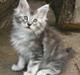 Maine Coon Cosmo