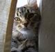 Maine Coon Sisca