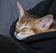 Abyssinier Aida