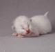 Hellig Birma Snow - R.I.P. 