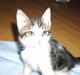 Huskat Gurli R.I.P