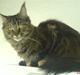 Maine Coon Freja