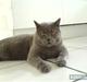 British Shorthair Alberto