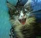 Maine Coon Ludvig