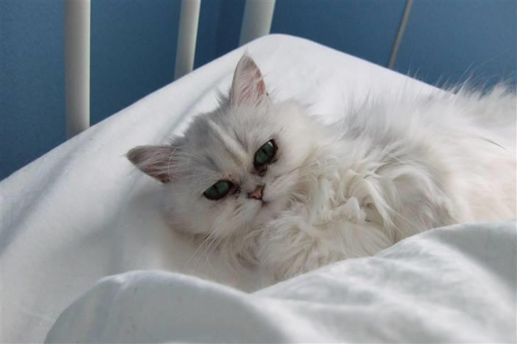 Perser Gizmo - Godmorgen far :) billede 2