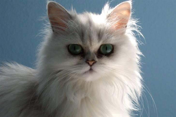 Perser Gizmo billede 3