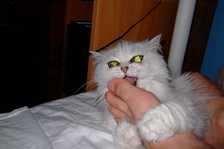 Perser Gizmo - Haps billede 4