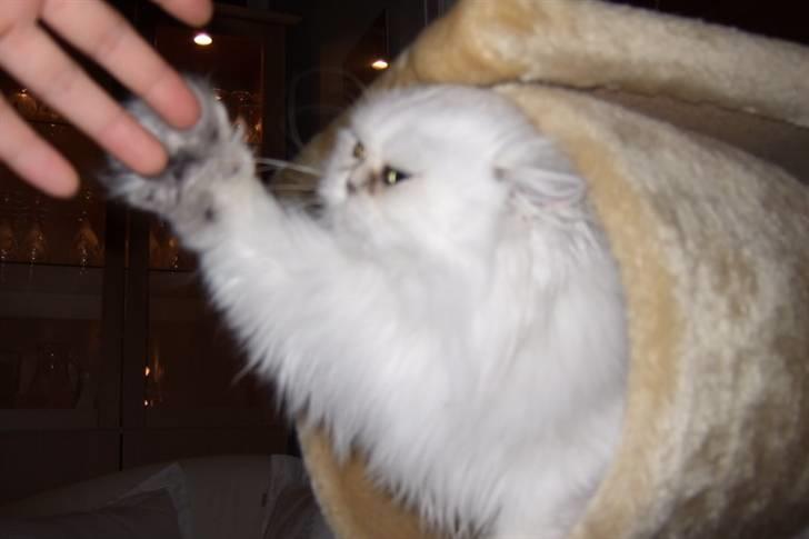 Perser Gizmo - haps billede 5