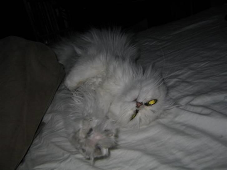 Perser Gizmo - gabbb hej :) billede 6