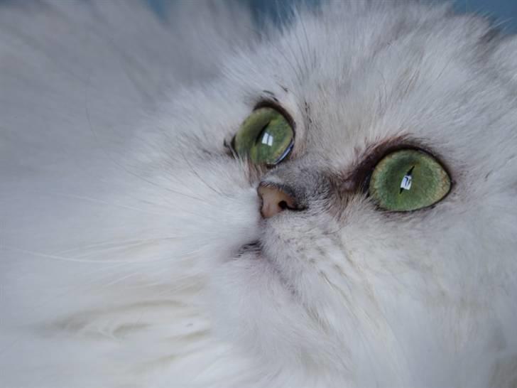 Perser Gizmo - Med Øjne Så Store Som Tekopper billede 1