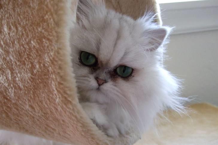 Perser Gizmo billede 7