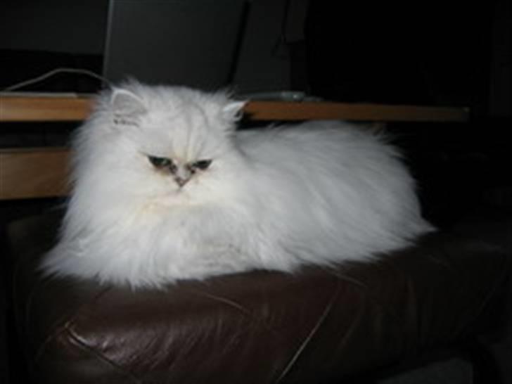 Perser Gizmo billede 8